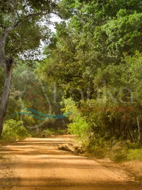 Dirt Road at Willpaththu National Park, Sri Lanka | Sri Lanka Travel Guide | LankaTourExperience