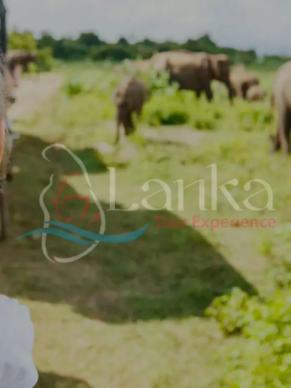 Family Safari 15D 14N | Sri Lanka Travel Guide | LankaTourExperience