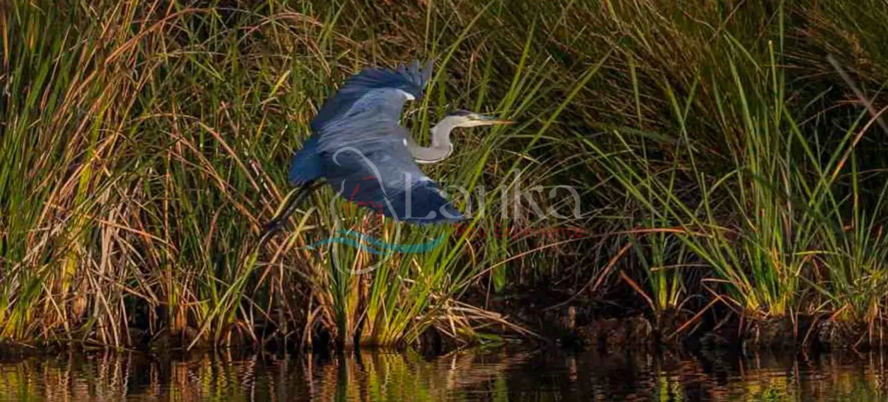 Sri Lanka, Bird Watching Holidays