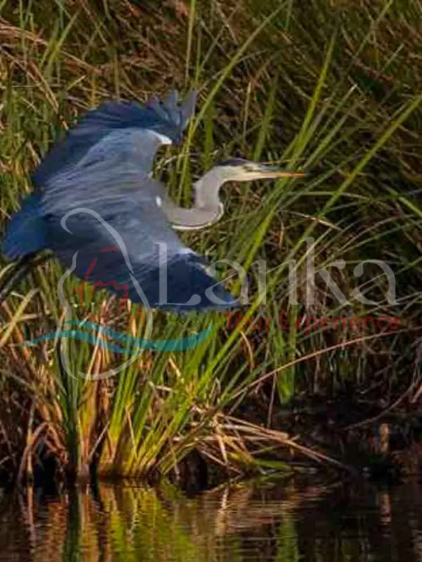 Sri Lanka, Bird Watching Holidays