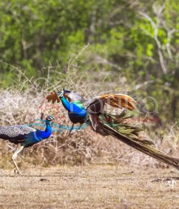 Bundala National Park