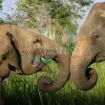 Elephants at Minneriya National park