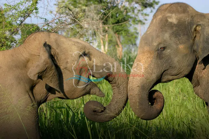 Elephants at Minneriya National park