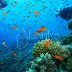 Highland & diving 15D 14N | Sri Lanka Travel Guide | LankaTourExperience