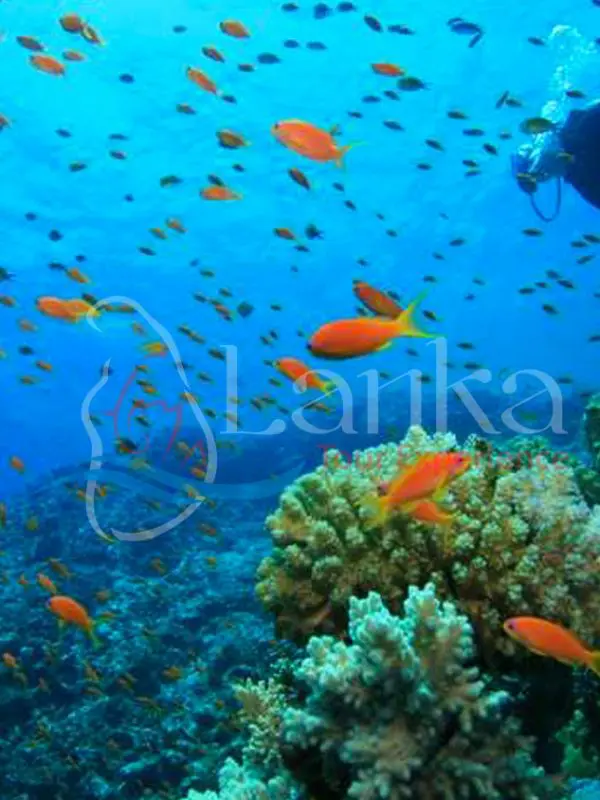 Highland & diving 15D 14N | Sri Lanka Travel Guide | LankaTourExperience