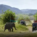 Tourist make game drive in Minneriya national park