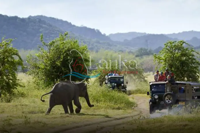 Tourist make game drive in Minneriya national park