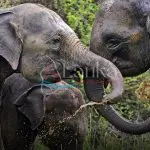 Two elephants raising their trunks and drinking in a river