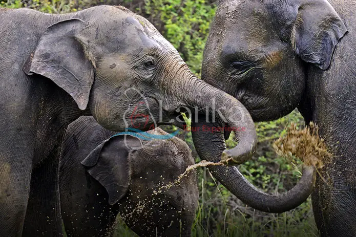 Two elephants raising their trunks and drinking in a river
